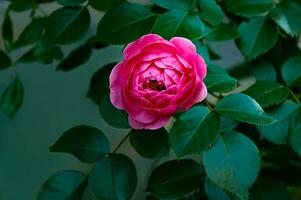 Pink rose close-up in summer in the garden. Beautiful floral background. Valentine's day and holidays. Love and tenderness photo