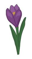 Crocus doodle. Spring time flower clipart. Cartoon vector illustration isolated on white background.