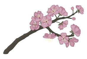 sakura floreciente ramita garabatear. primavera hora árbol rama clipart. dibujos animados vector ilustración aislado en blanco antecedentes.