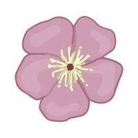 Cereza florecer flor garabatear. primavera hora botánico clipart. dibujos animados vector ilustración aislado en blanco antecedentes.
