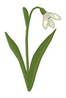 Snowdrop doodle. Spring time flower clipart. Cartoon vector illustration isolated on white background.