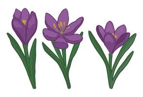 Spring time flowers collection. Clipart set of crocus doodle. Cartoon vector illustration isolated on white.