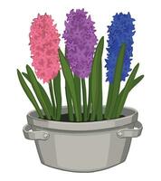 Doodle of Hyacinths in a pot. Spring time flower clipart. Cartoon vector illustration isolated on white background.