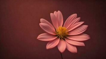 ai generado hermosa rosado flor en un oscuro rojo antecedentes con Copiar espacio. generativo ai foto