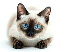 AI generated Cute Siamese cat lying on white background. Generative AI. photo