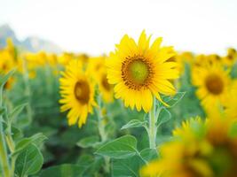 Close up sunflower in the sunflower field photo