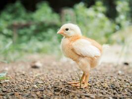 un pollo bebé en el jardín foto