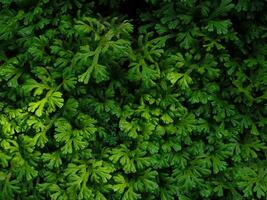 Green fern leaf texture for natural background photo