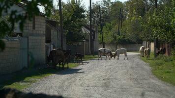 Cows on the road in the village photo