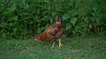 chicken on the grass in the village, closeup of photo