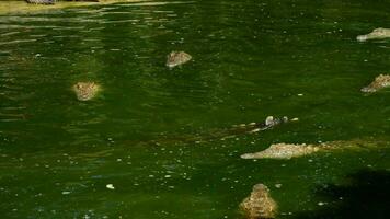 Crocodiles in river fighting video