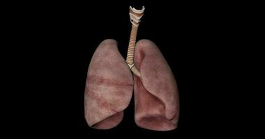 polmoni e respiratorio tratto di un' umano corpo animazione video