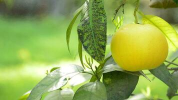 grapefruit hangende Bij Afdeling van boom in een plantage video
