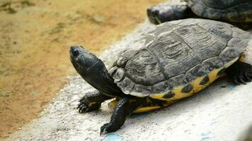 tortue bain de soleil dans une côté de le rivière dans une zoo video