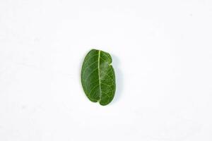 One green leaf of a tropical tree isolated on white background. photo