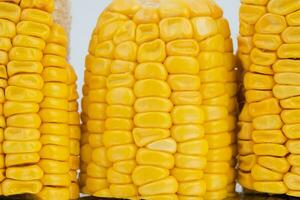 Peeled corn on a white background. Sweet corn vegetables, fresh peeled saw yellow corn kernels. photo