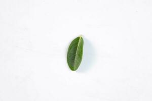 One green leaf of a tropical tree isolated on white background. photo