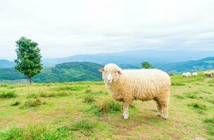 white sheep on mountain hill photo