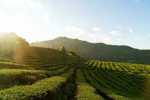 tea plantation and green tea plantation photo