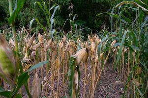 view of a corn field with old corn ready to be harvested photo