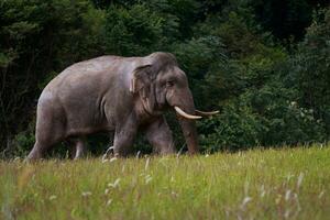 wild elephant walking through open field at khao yai national park thailand photo