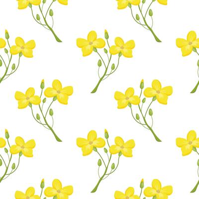 Seamless pattern, twigs with yellow mustard flowers on a white background. Print, background, vector