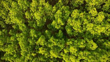 Aerial view of a rubber plantation in warm sunlight. Top view of rubber latex tree and leaf plantation, Business rubber latex agriculture. Natural landscape background. photo