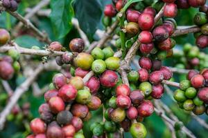 los arbustos de café maduran en las montañas de tailandia listos para ser cosechados con cerezas de café verdes y rojas. granos de café arábica madurando en un árbol en una plantación de café orgánico. foto