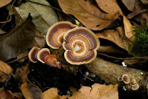 salvaje hongos en el antiguo de madera registro. de cerca de racimos de marrón salvaje hongos creciente en podrido registros en el bosque en el seco hoja antecedentes. selectivo atención foto