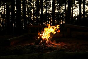 Small campfire with smoke of burning pine logs in the forest. Burning campfire in the pine forest in the morning. photo