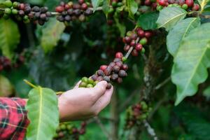 Modern Asian farmer using digital tablet and checking ripe coffee beans at coffee plantation. Modern technology application in agricultural growing activity concept. photo