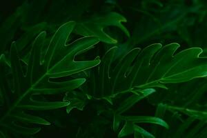 Perfect natural green leaf pattern. Background of exotic dark green tropical leaves growing in the rainforest. Color of kale. photo