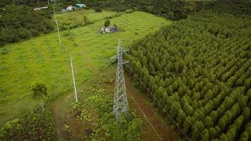 Aerial view of high voltage pylons and power lines between eucalyptus plantations. Top view of eucalyptus forest in Thailand. Natural landscape background. photo