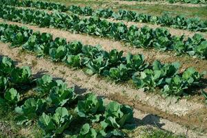 Large healthy cabbage plant on the ground in the garden. Cabbage growing in a beautiful garden with bright sunlight in the morning. photo