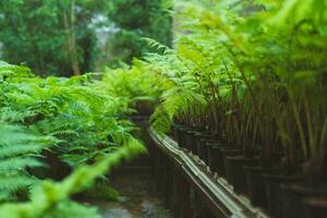 Green ferns for sale in greenhouses. Green ferns in pots on shelves in a plant market. photo