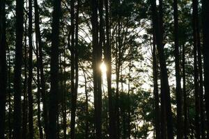 hermosa pino bosque paisaje con luz de sol brillante mediante el arboles bosque arboles cubierto con dorado luz de sol antes de puesta de sol. bosque paisaje. foto