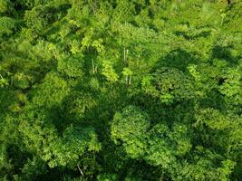 Aerial view of tropical forests in Thailand. Natural landscape background. photo