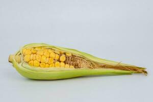 Incomplete development of corn kernels on the cob. Corn shown as an incomplete agricultural product isolated on white background. photo