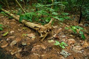 An old rotted log on the forest floor. Rotten logs in the middle of the forest. photo