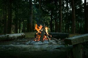 Small campfire with smoke of burning pine logs in the forest. Burning campfire in the pine forest in the morning. photo