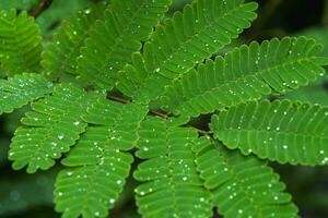 Green leaves branch with drop, Leafs with dew, rainy season, nature background. photo