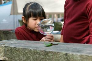 Two cute sisters are exploring and using a magnifying glass to observe wild caterpillars moving on planks. Cute Asian girl watching and learning caterpillars with magnifying glass. photo