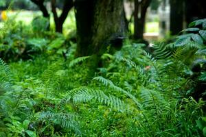 Beautiful fern leaf texture in nature. Fern plants in forest. Green fern background. Natural background concept. photo