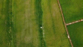 aéreo ver de granjero pulverización verde arroz plantas con fertilizante. asiático granjero pulverización pesticidas en arroz campos. agrícola paisaje foto