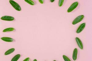 Green round frame with small leaves. Decorative circle frame with tropical leaves on pink background. photo