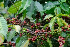 Coffee bushes ripen in the mountains of Thailand ready to be harvested with green and red coffee cherries. Arabica coffee beans ripening on tree in in organic coffee plantation. photo