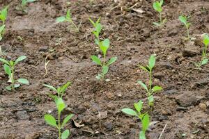 Pepper seedlings in the organic farms. Young plants of Vegetable pepper on a bed in the garden. New sprout on sunny day in the garden. photo