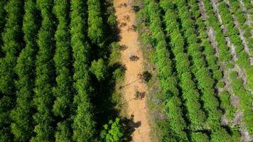 Aerial view of a dirt road that cuts through the beautiful green spaces of rural eucalyptus plantations. Top view of eucalyptus forest in Thailand. Natural landscape background. photo