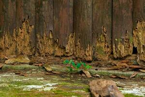 Old wet rotten tainted wood texture with some moss. Natural rotten wood walls as background. Closeup photo