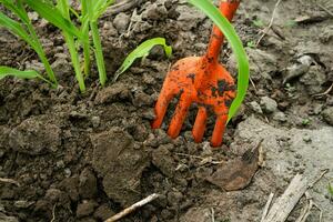 Young corn seedlings growing on a vegetable bed. Small green corn plant in the garden with a gardening rake or fork. Young Corn Plants. photo